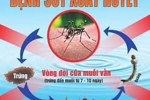 Phòng, chống dịch bệnh sốt xuất huyết trên địa bàn quận Ba Đình