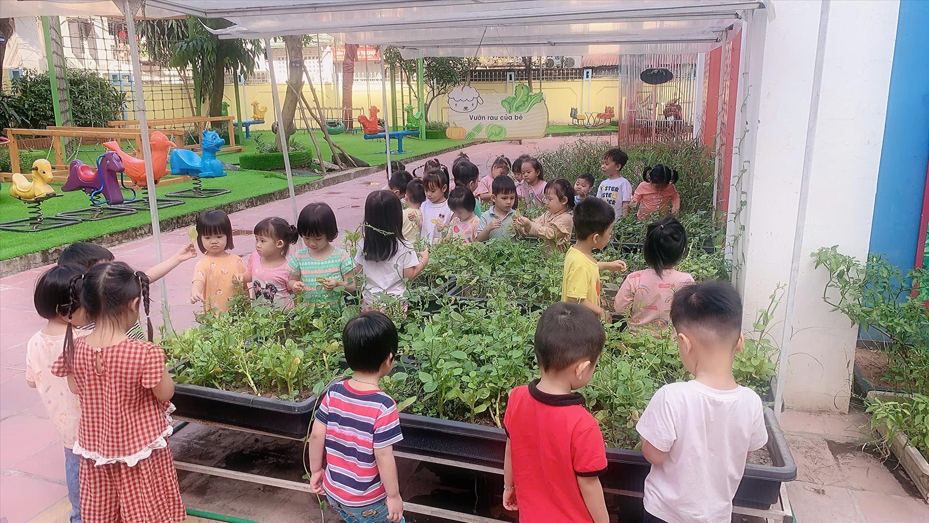 Cùng các bé lớp C2 tham gia hoạt động ngoài trời "Quan sát vườn rau của bé"